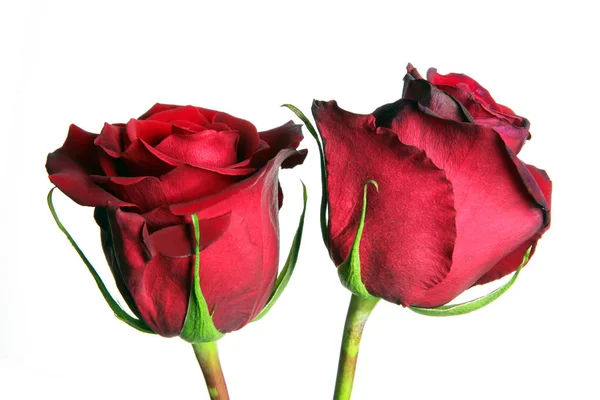 Červené Růže Okvětní Lístky — Stock fotografie