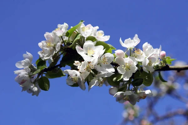 Cseresznyevirág Virágok Fán — Stock Fotó
