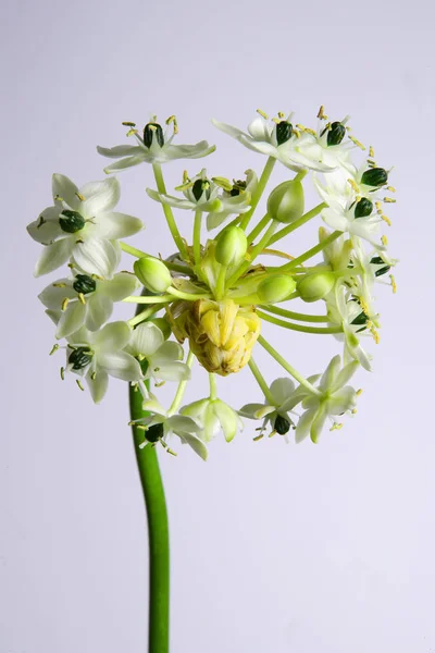 Mooi Botanisch Schot Natuurlijk Behang — Stockfoto