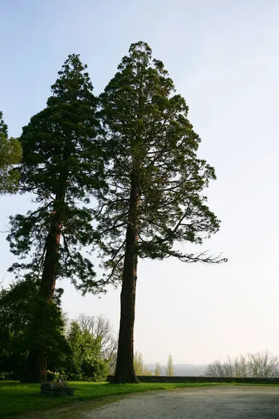Naturträd Miljö Och Botanik — Stockfoto