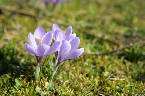 Första Våren Blommor Krokus — Stockfoto