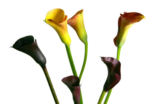 異なる花 選択的焦点 — ストック写真