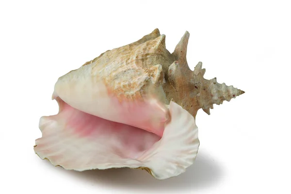 Shell Caribe Fundo Branco — Fotografia de Stock