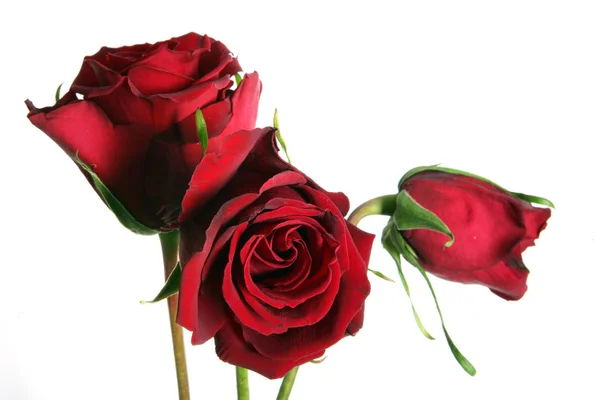Rosas Vermelhas Pétalas Flores — Fotografia de Stock