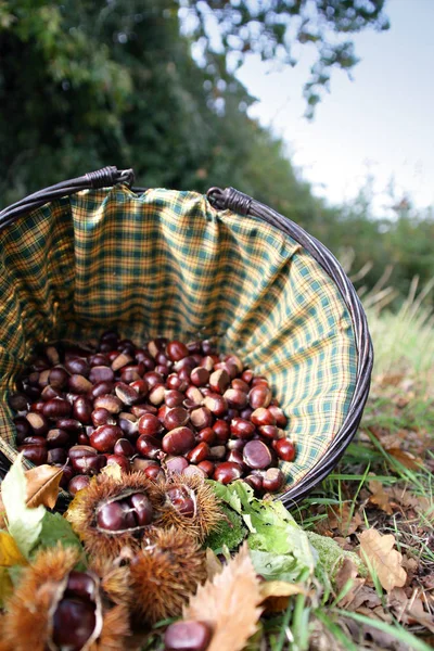 Close Zicht Kastanjes Herfst — Stockfoto