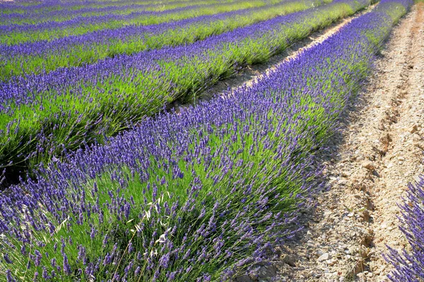 Flores Roxas Lavanda Arquivado — Fotografia de Stock