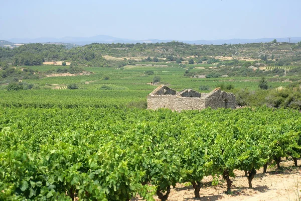Vineyard Aude — стоковое фото