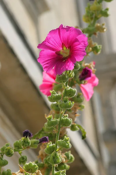 Vakre Blomster Blomsterbegrep Bakgrunn – stockfoto