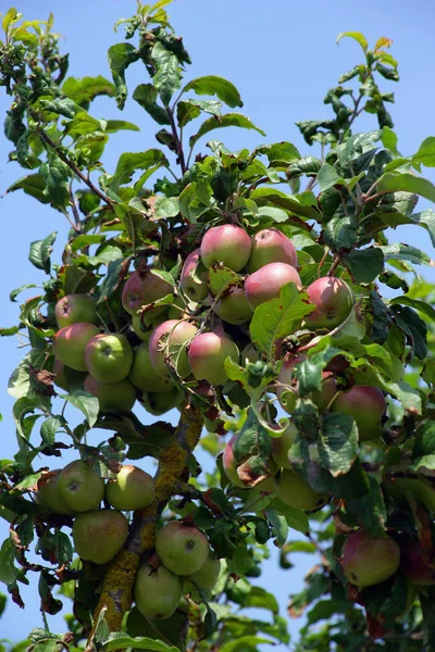 Manzanas Maduras Rama — Foto de Stock