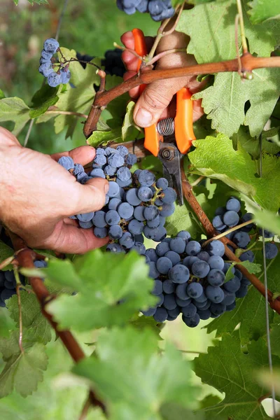 Cacho Uvas Bagas Frutas — Fotografia de Stock