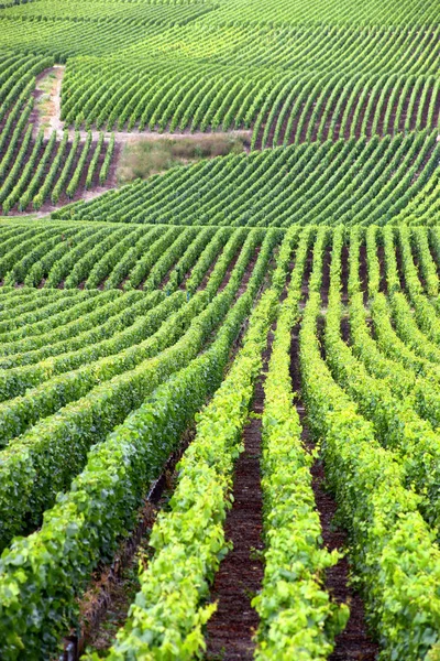 Coteaux Champagne Marne Champagne Ardenne — Foto de Stock