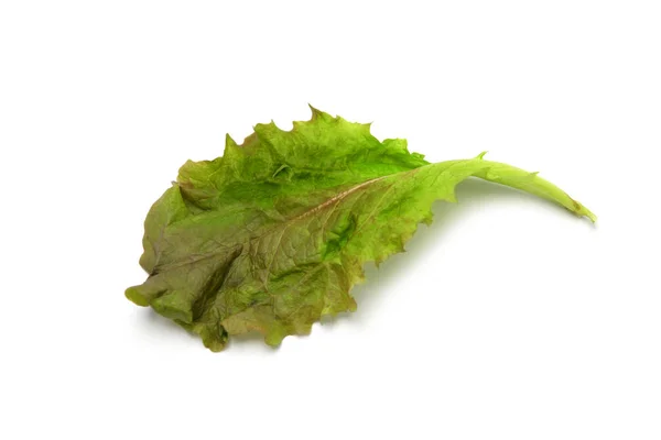 Fresh Green Salad Leaves Isolated White Background — Stock Photo, Image