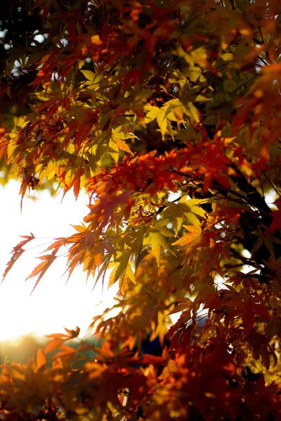 Piękny Jesienny Krajobraz Tle — Zdjęcie stockowe