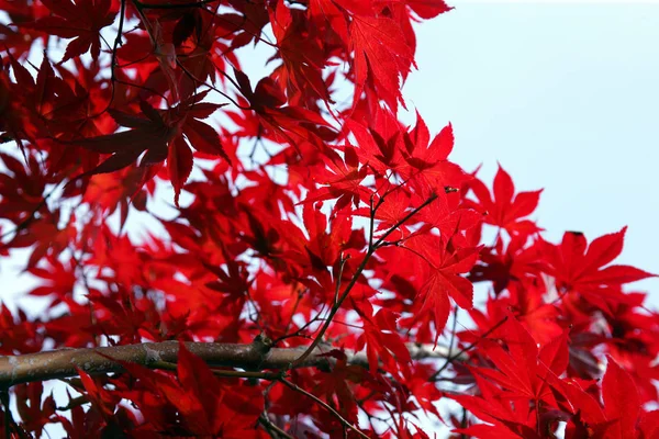 Осенние Листья Заднем Плане Закрыть — стоковое фото