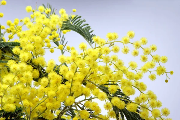 Amarelo Mimosa Flores Flora — Fotografia de Stock