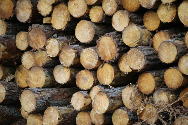 Firewood Woodpile Tree Timber Logs — Stock Photo, Image