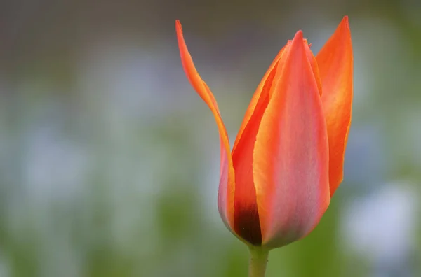 Vackra Blommor Blommigt Koncept Bakgrund — Stockfoto