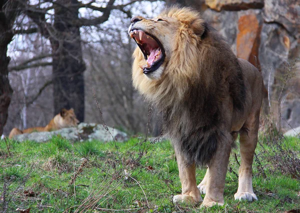 Lion Hurlant Avec Lionne — Photo