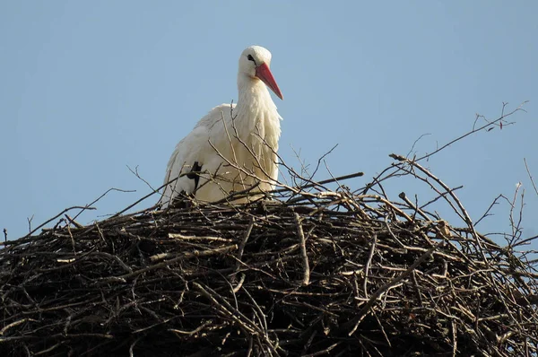 Scenic View Beautiful Stork Bird Nature — Stock Photo, Image