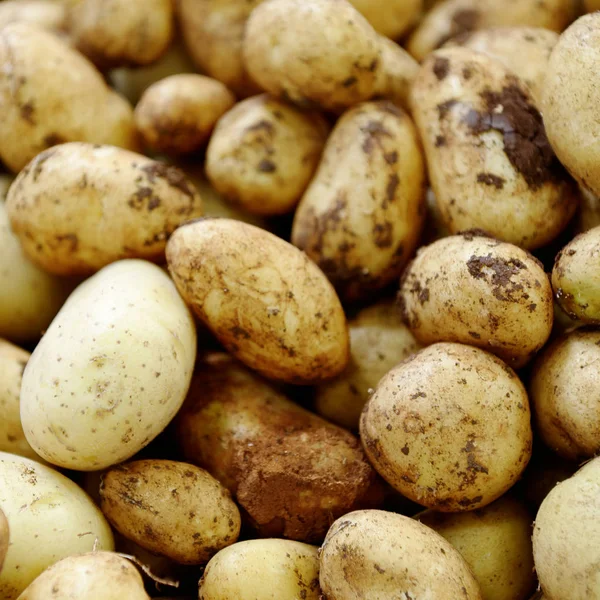 Neue Kartoffeln Solanum Tuberosum — 图库照片