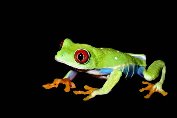 Sapo Fundo Preto — Fotografia de Stock