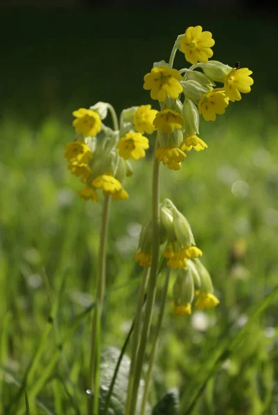 Mooie Bloemen Bloem Concept Achtergrond — Stockfoto