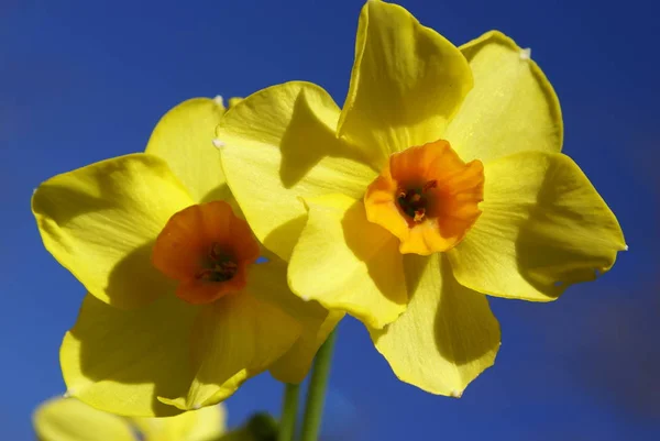 Желтые Даффодилы Многоцветковые — стоковое фото