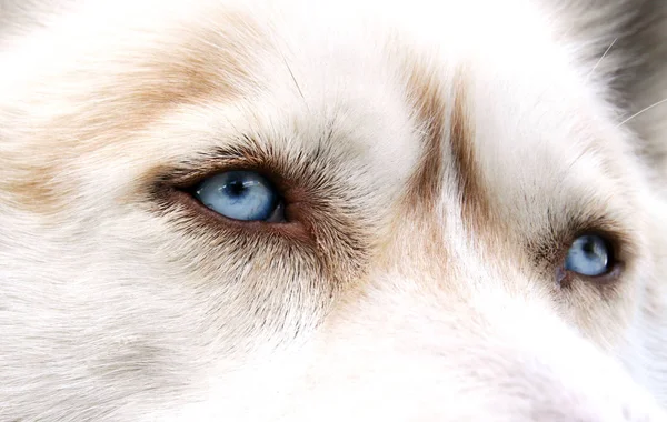 Huskyhund Haustier — Stockfoto