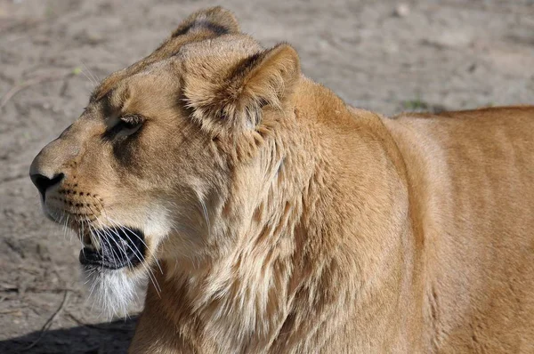 Leeuwenjager Wilde Vleesetende Kat — Stockfoto