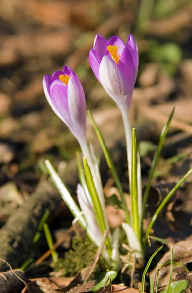 Krokus Kwiaty Krokusa Płatki Wiosennej Flory — Zdjęcie stockowe