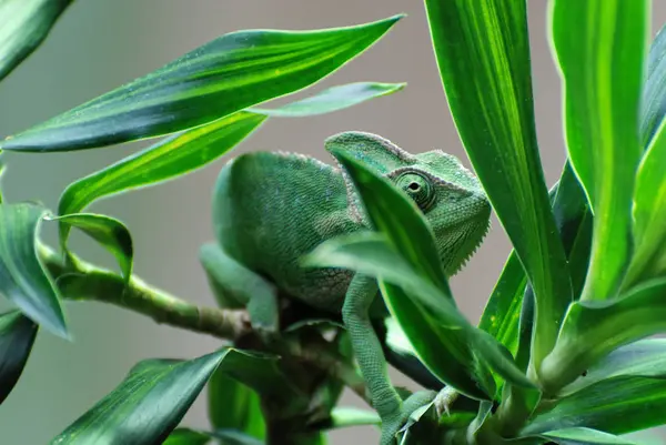 Chameleon Animal Tropical Lizard Reptile — Stock Photo, Image