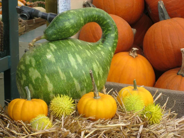 Pumpkins Gourds Market — Stock Photo, Image