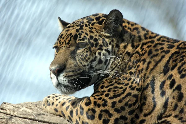 Jaguar Caçador Gato Grande Animal Selvagem — Fotografia de Stock