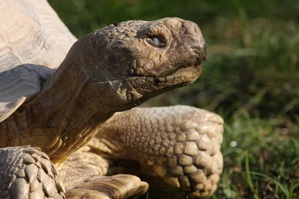 Detailní Záběr Zvířat Zoologické Zahradě — Stock fotografie