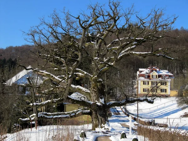 Winterlandschaft Mit Schneebedeckten Bäumen — Stockfoto