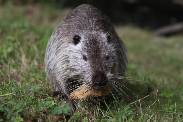 Nutria Tier Der Natur Myocastor Koypus — Stockfoto