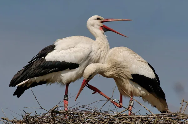 Vista Panorámica Hermoso Pájaro Naturaleza — Foto de Stock