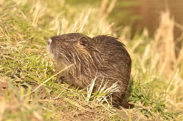 Nutria Animale Natura Miocastore Coypus — Foto Stock