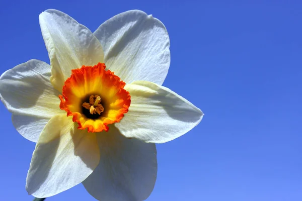 Vista Panorámica Hermosa Flor Narciso — Foto de Stock