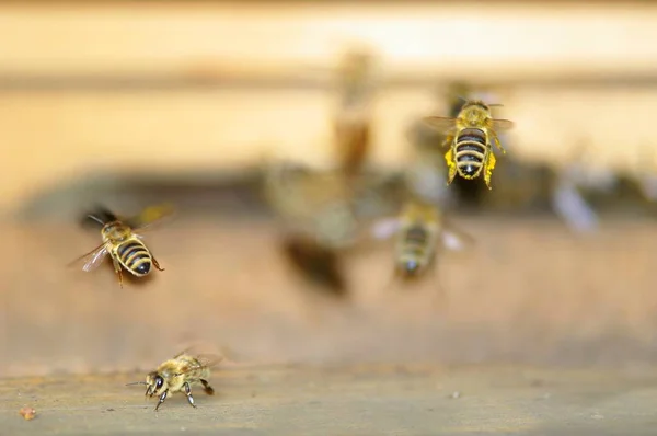 Las Abejas Que Llegan Colmena —  Fotos de Stock