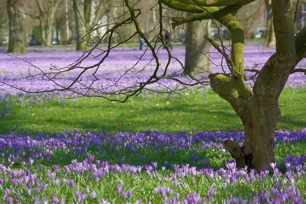 Spring Crocus Flowers Purple Flora — Stock Photo, Image