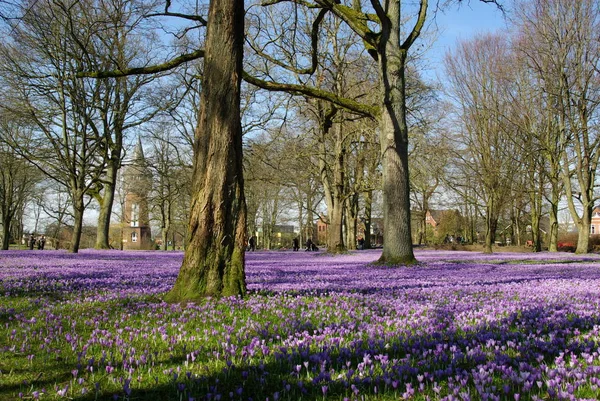 Eerste Lentebloemen Krokus — Stockfoto