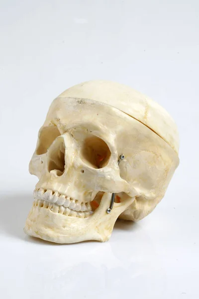 Cráneo Humano Con Esqueleto — Foto de Stock
