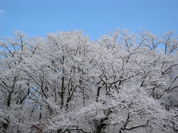 Naturbäume Umwelt Und Botanik — Stockfoto