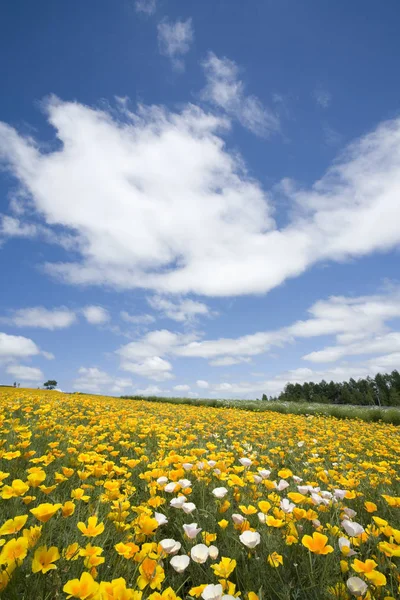 Vacker Utsikt Över Naturen Landskap — Stockfoto