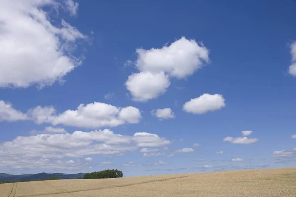 Campagne Agriculture Champ Blé — Photo