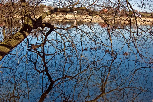 Ein Starker Ast Ragt Einen Teich — Stockfoto