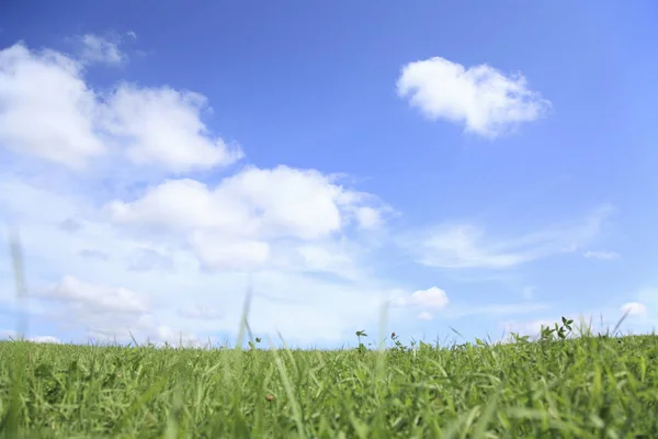 Field Plants Countryside Agriculture — Stock Photo, Image