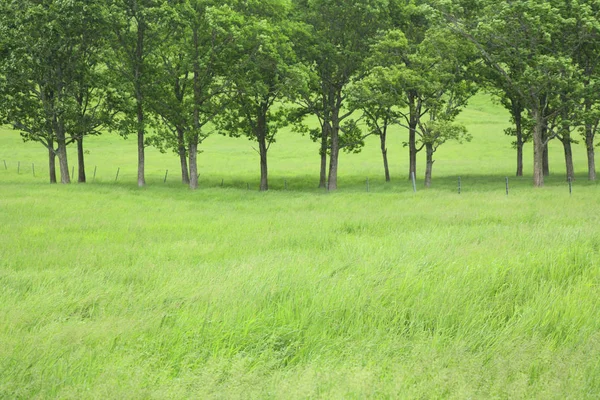 Feldpflanzen Auf Dem Land Landwirtschaft — Stockfoto