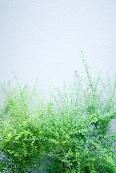 Natürliche Flora Laub Und Botanik — Stockfoto